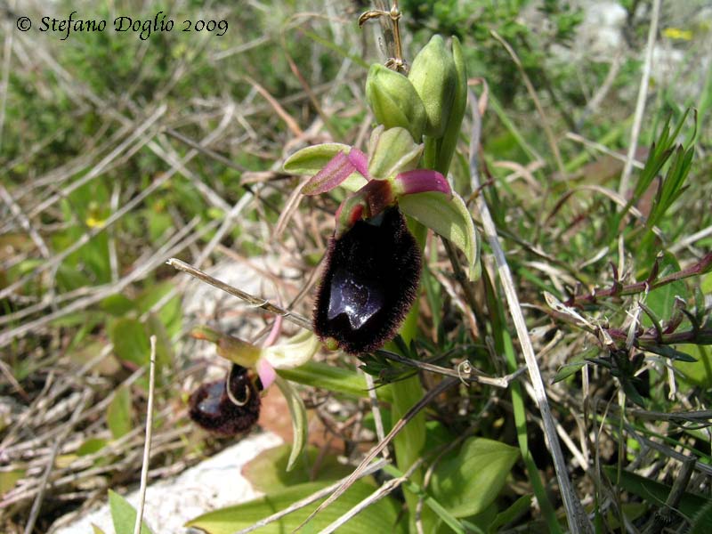 orchidee del Salento